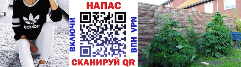 Канабис конопля Донецк